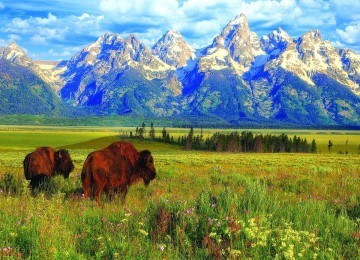 Eurographics - Grand Teton National Park - 1000 Stukjes
