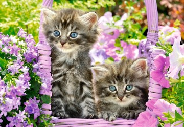 Castorland - Kittens in Summer Garden - 1000 Stukjes
