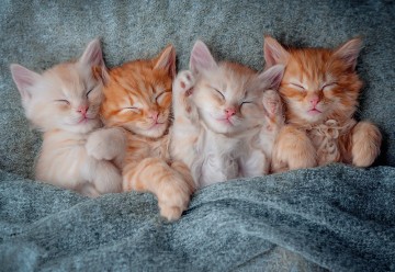 Castorland - The Sweetest Kittens - 1000 Stukjes
